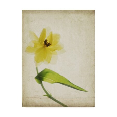 Judy Stalus 'Parchment Flowers Vii' Canvas Art,14x19